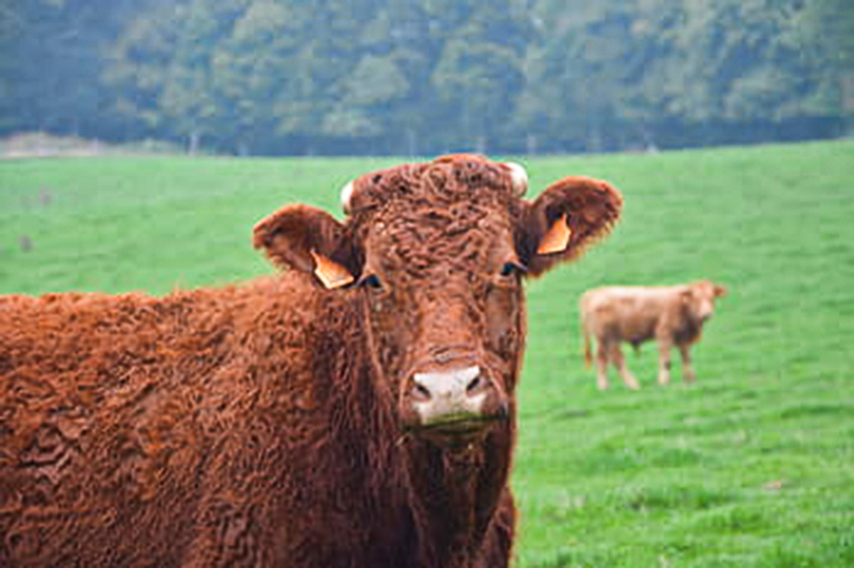 A red fluffy cow.