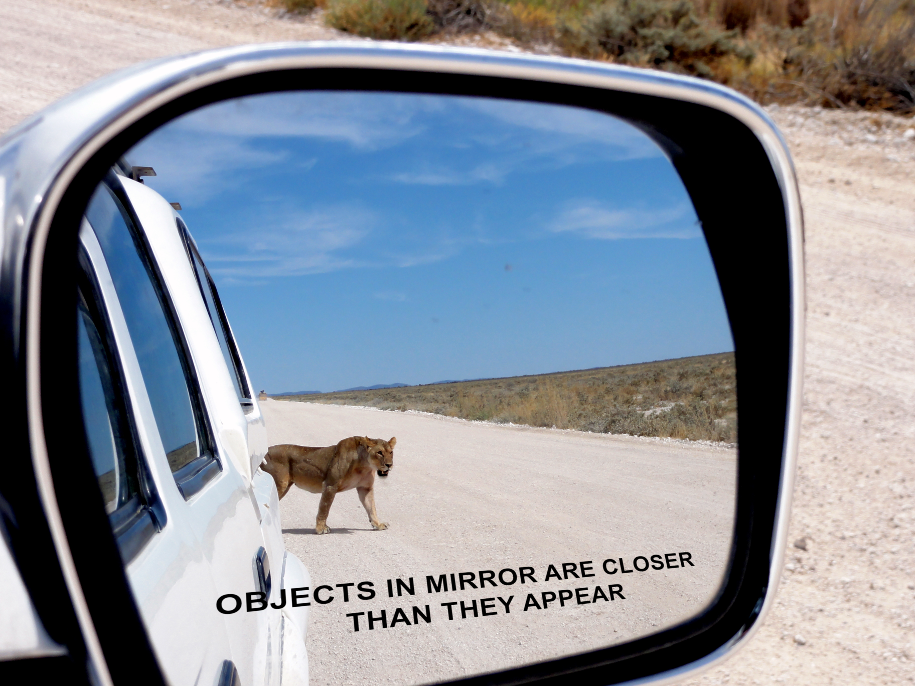 A rearview mirror with a lioness in view.