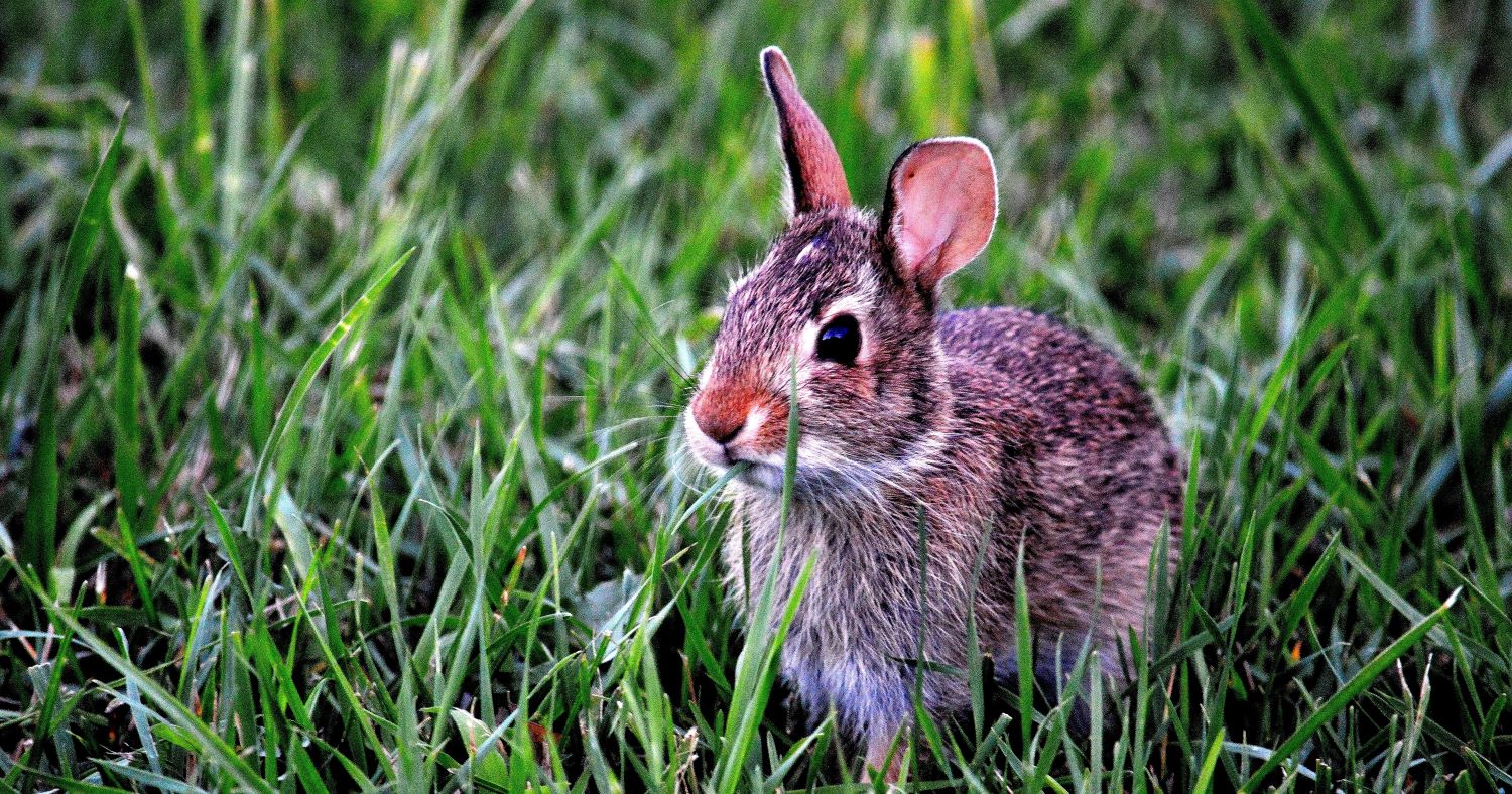 A bunny sitting in grass.